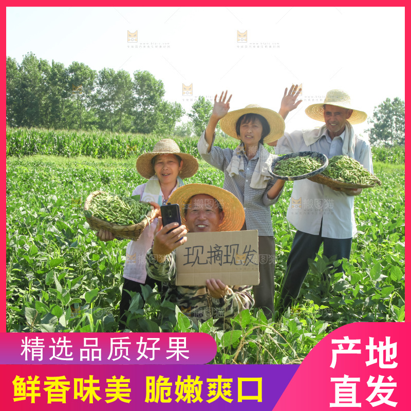 手里拿着现摘毛豆