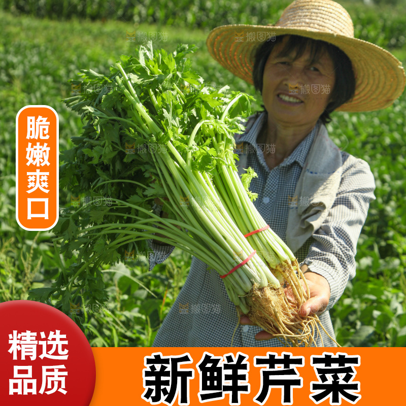 手里拿着新鲜芹菜