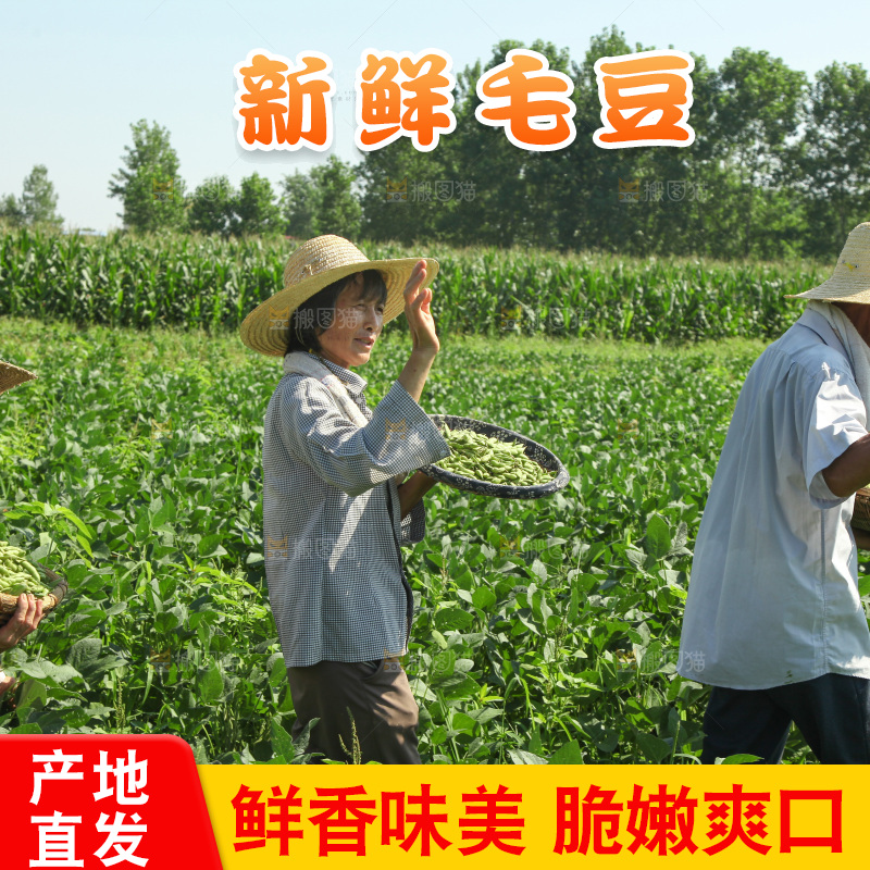 手里拿着现摘毛豆