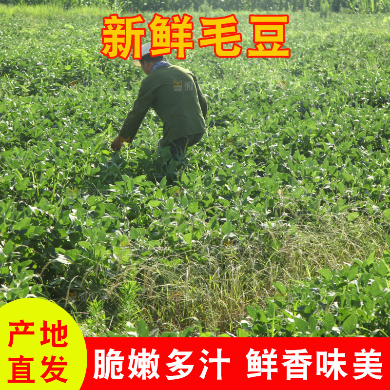手里拿着现摘毛豆