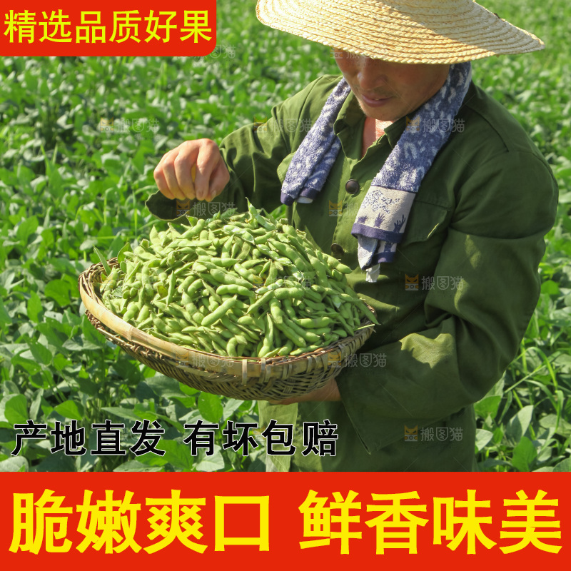 手里拿着现摘毛豆