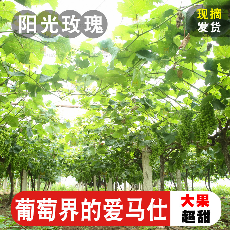 果园里的阳光玫瑰