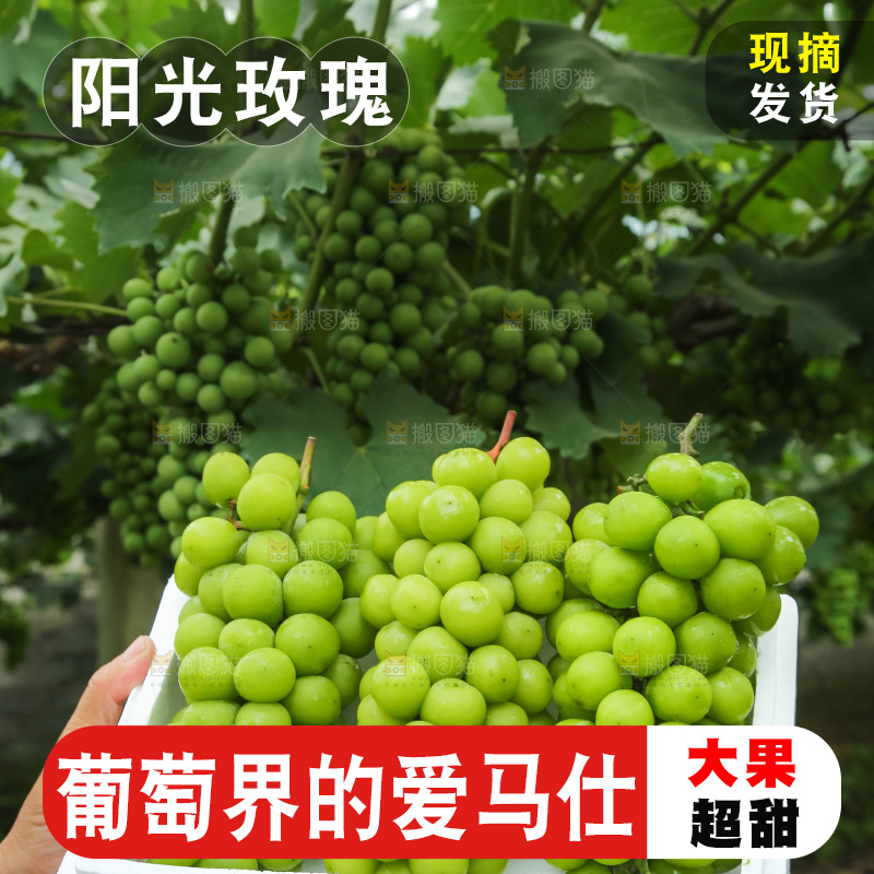 手里拿着阳光玫瑰