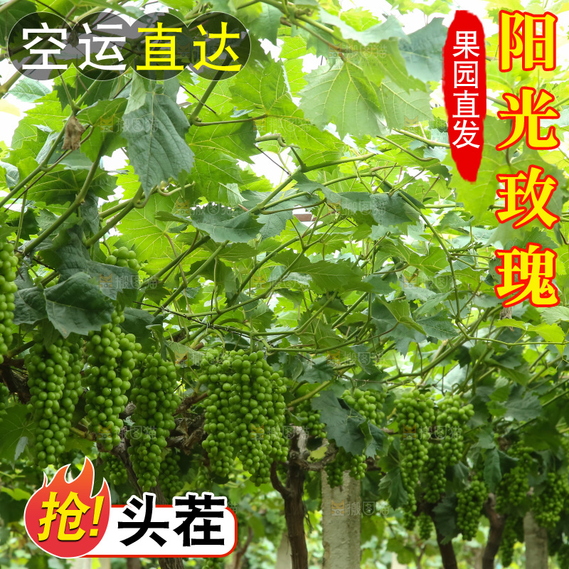 果园里的阳光玫瑰