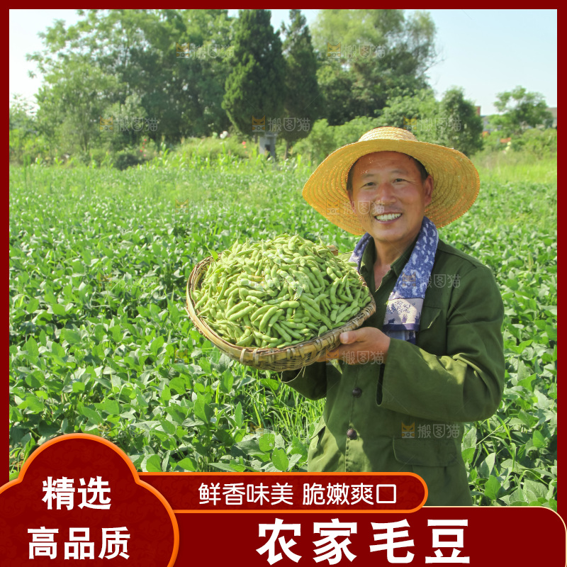 手里拿着现摘毛豆