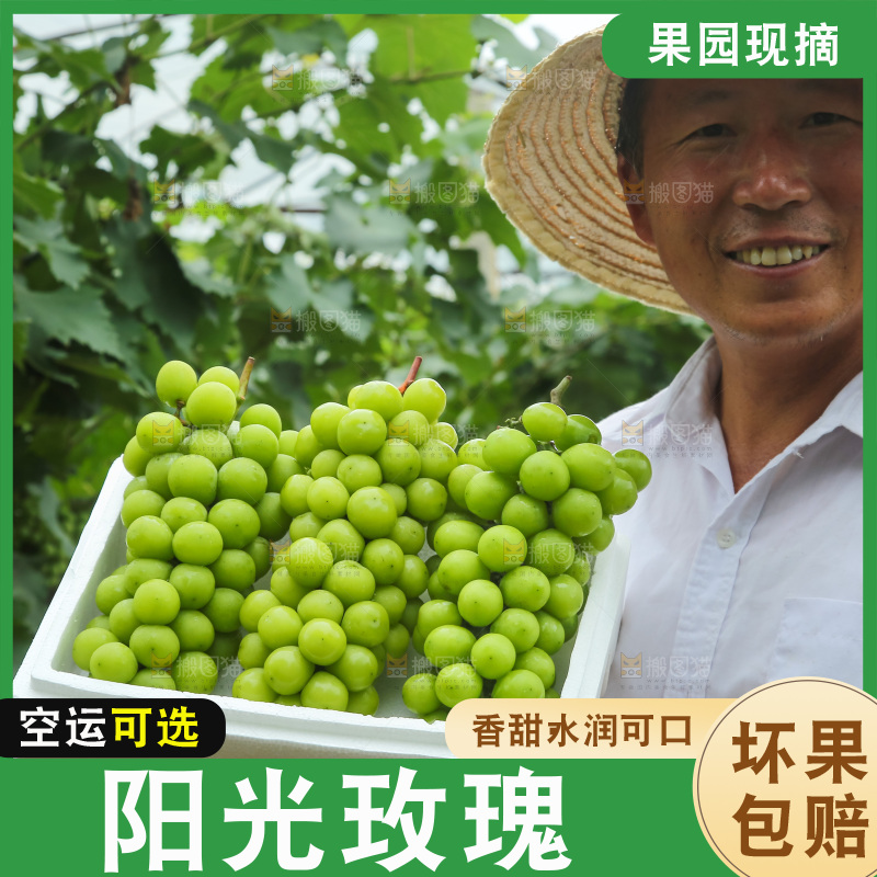 手里拿着阳光玫瑰