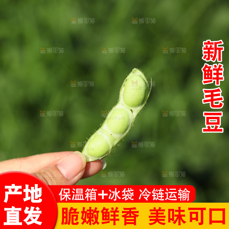 手里拿着现摘毛豆