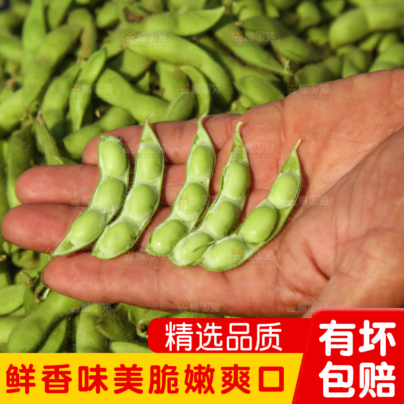 手里拿着现摘毛豆