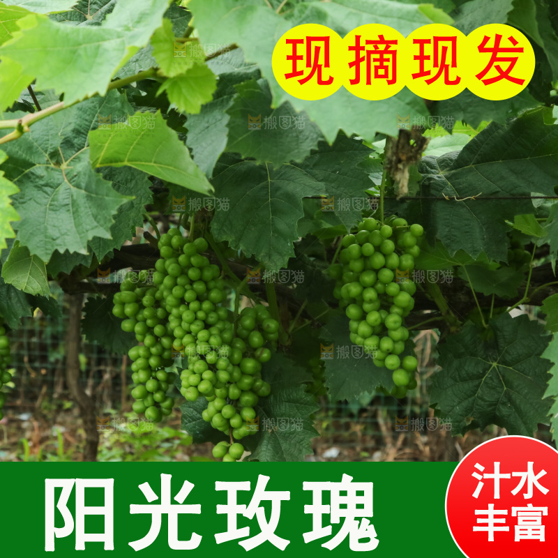果园里的阳光玫瑰