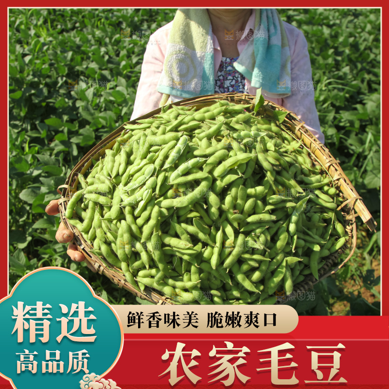 手里拿着现摘毛豆