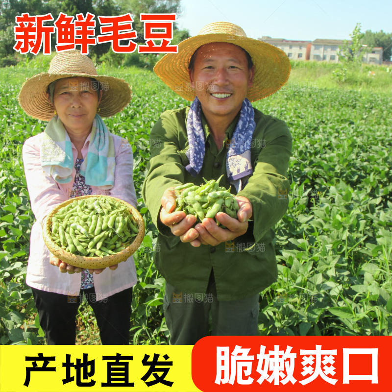 手里拿着现摘毛豆