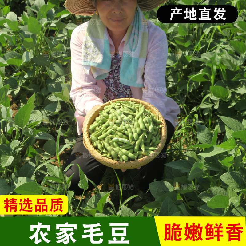 手里拿着现摘毛豆