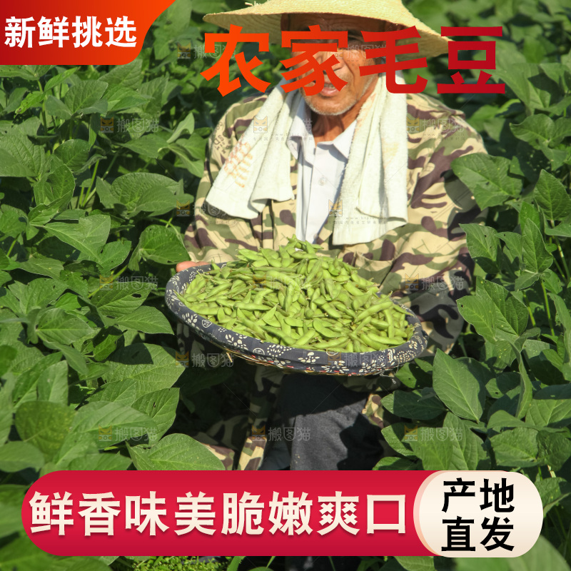 手里拿着现摘毛豆