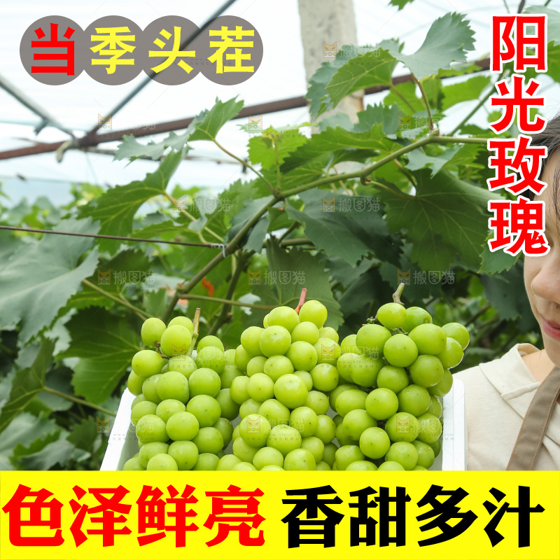 手里拿着阳光玫瑰