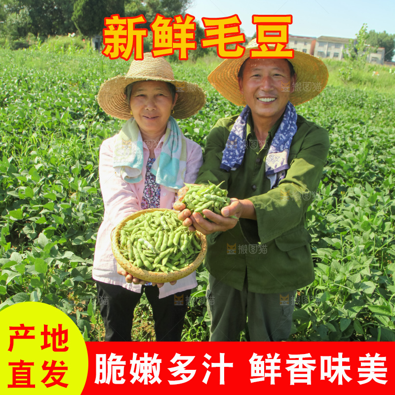 手里拿着现摘毛豆