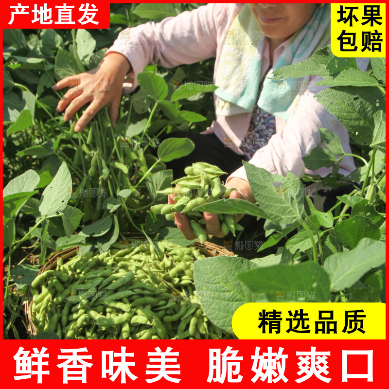 手里拿着现摘毛豆