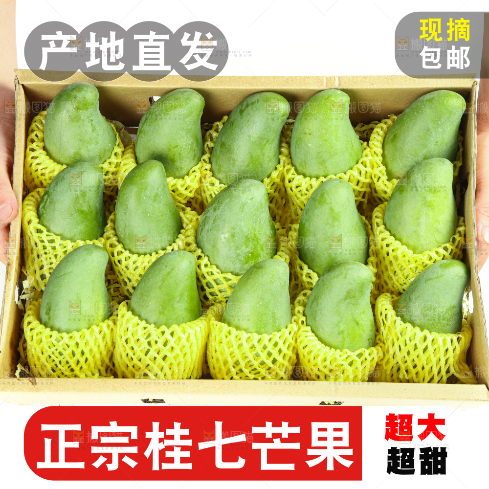 桂七芒主图