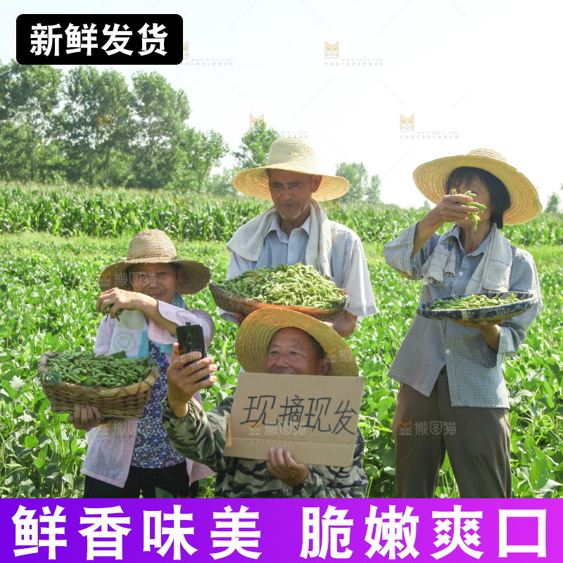 手里拿着现摘毛豆