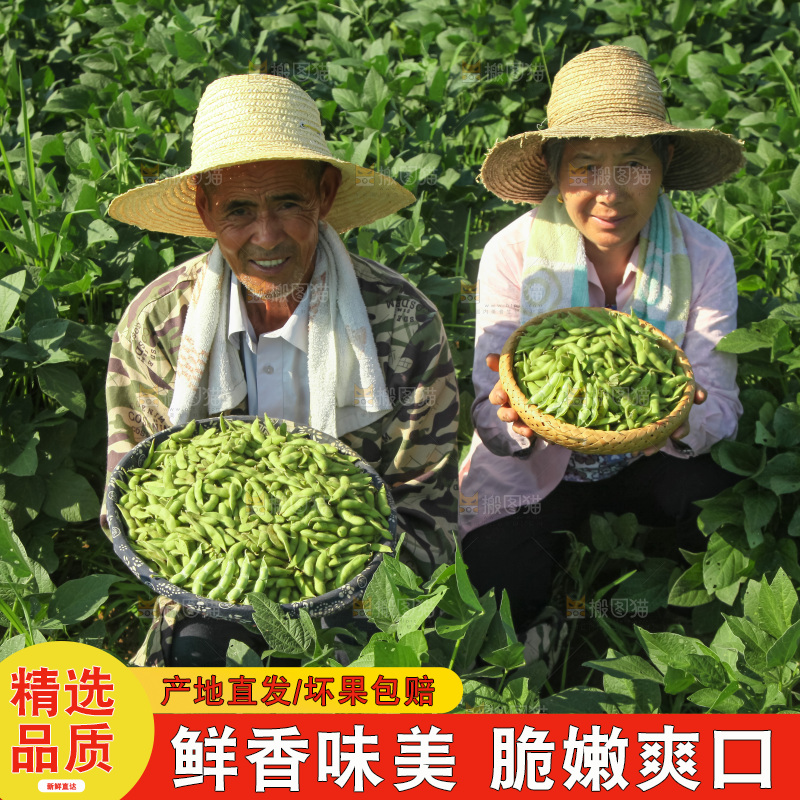 手里拿着现摘毛豆