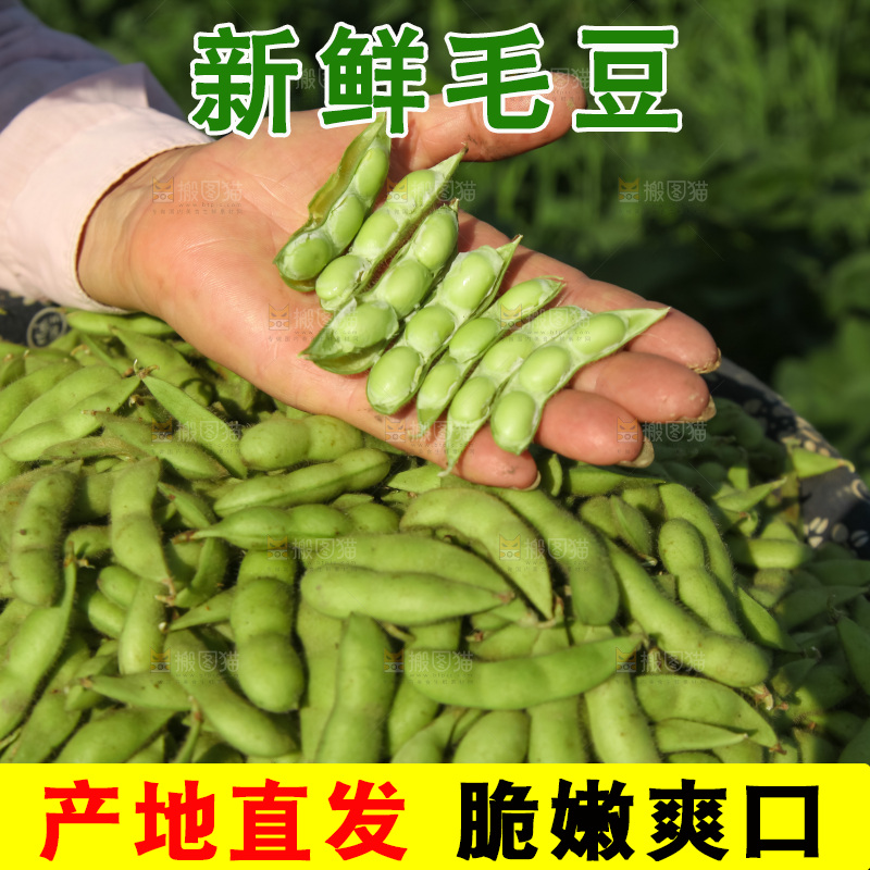 手里拿着现摘毛豆