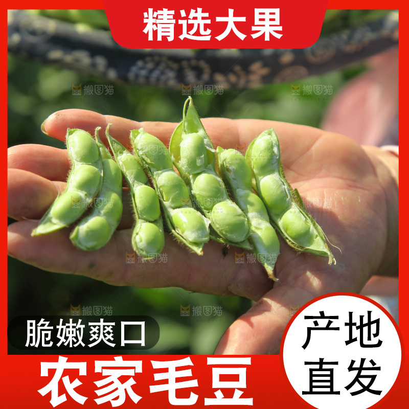 手里拿着现摘毛豆