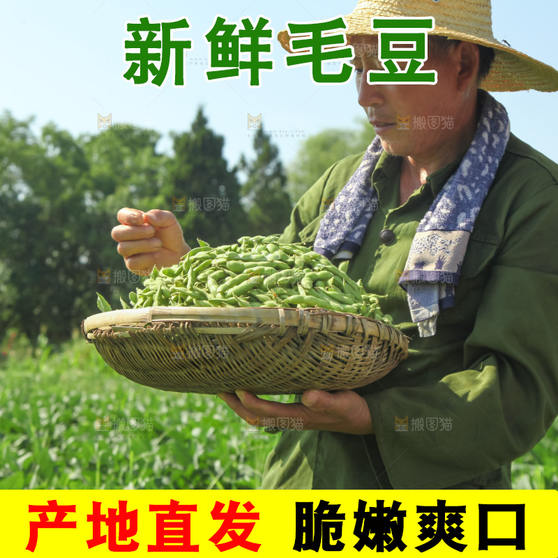 手里拿着现摘毛豆
