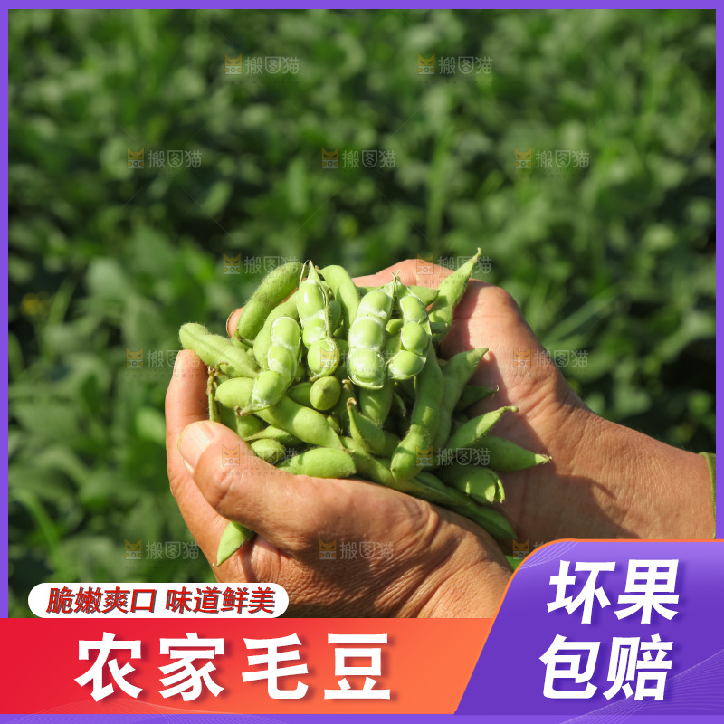 手里拿着现摘毛豆