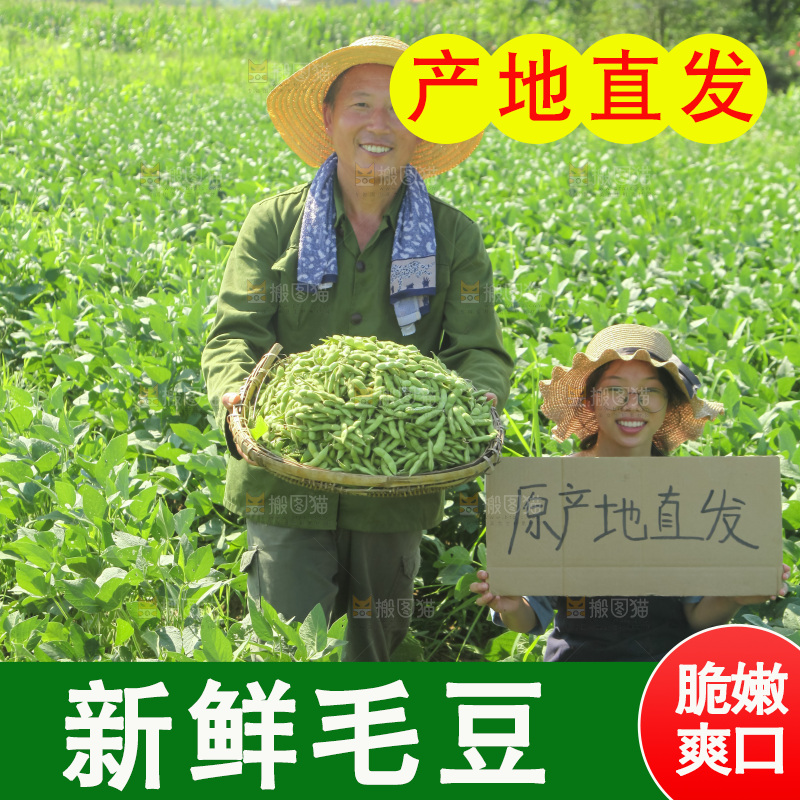 手里拿着现摘毛豆