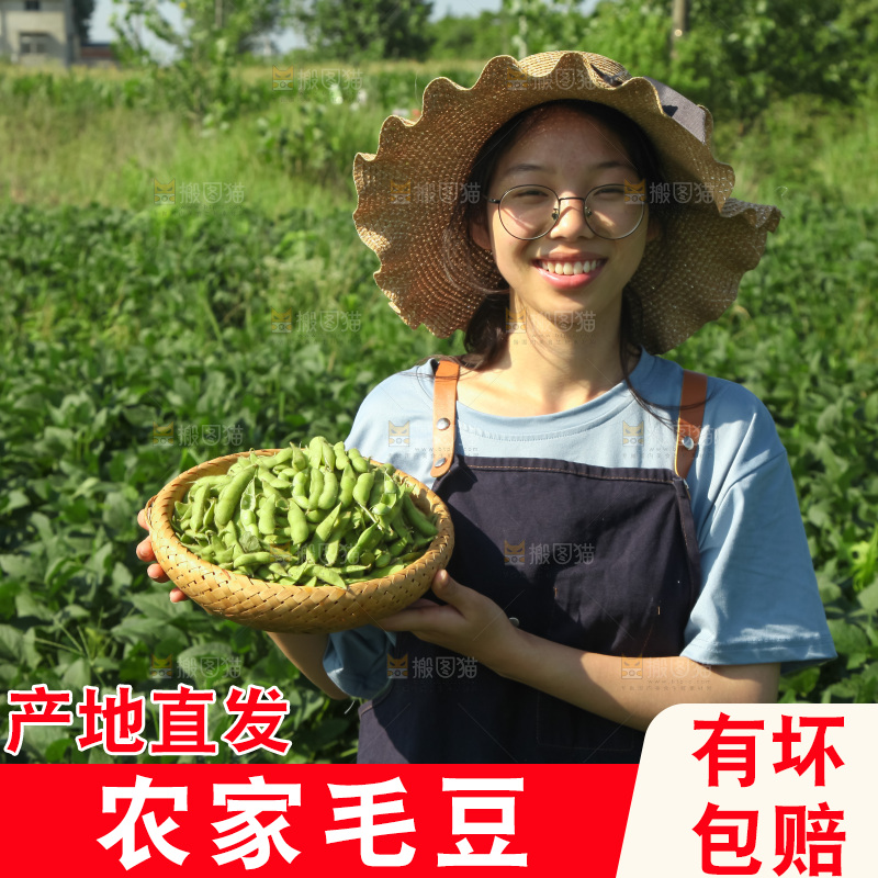 手里拿着现摘毛豆