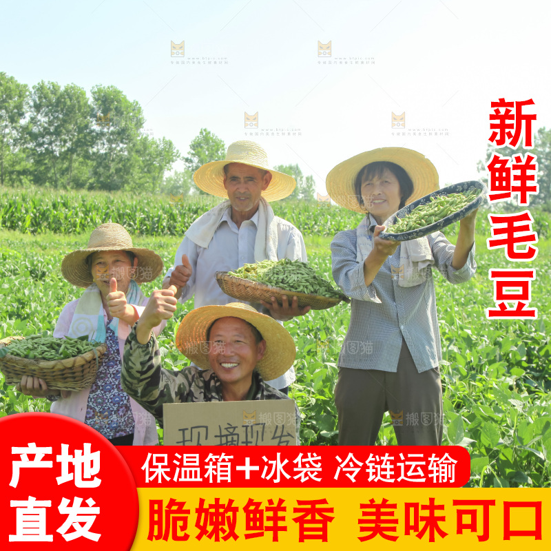 手里拿着现摘毛豆