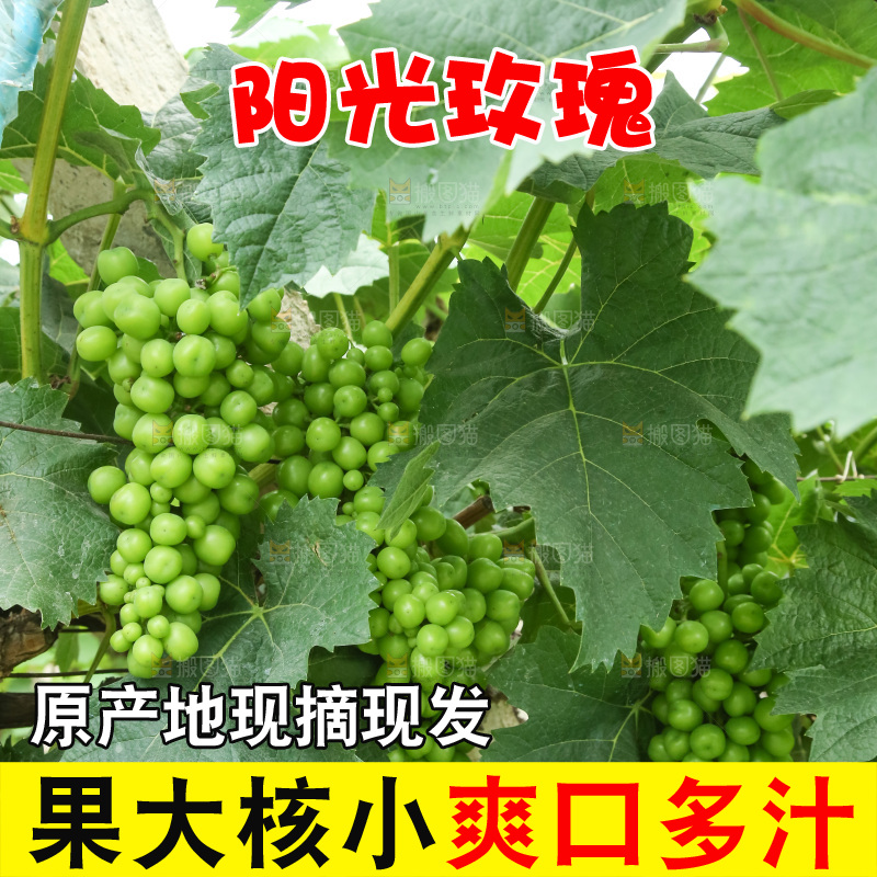 果园里的阳光玫瑰