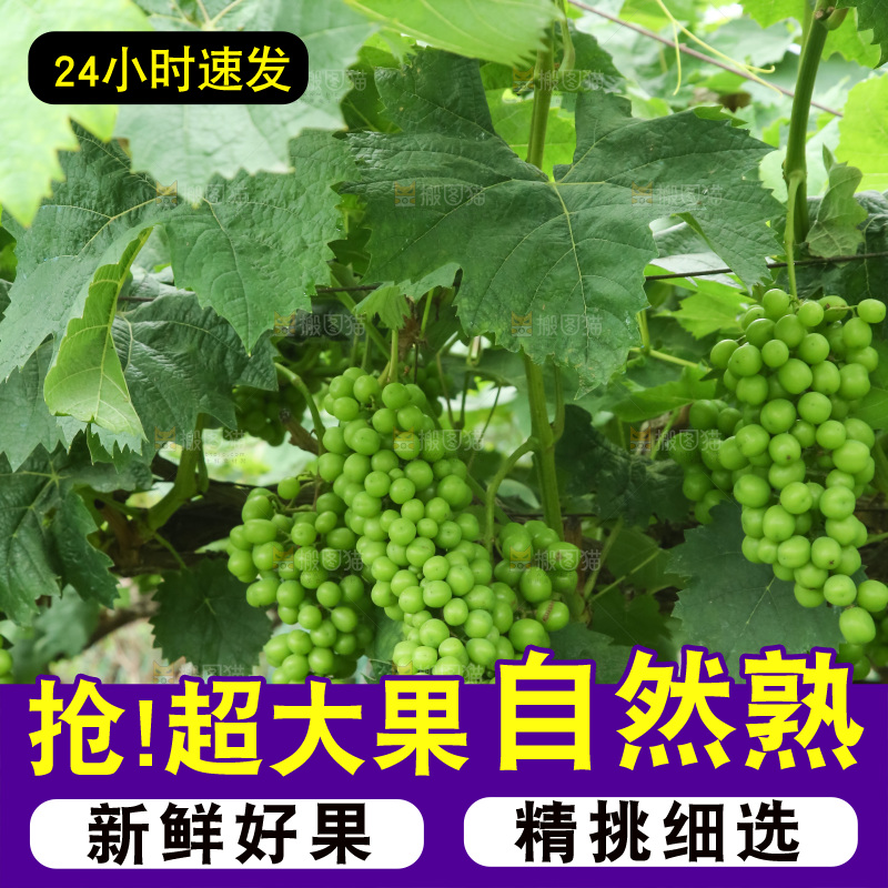 果园里的阳光玫瑰