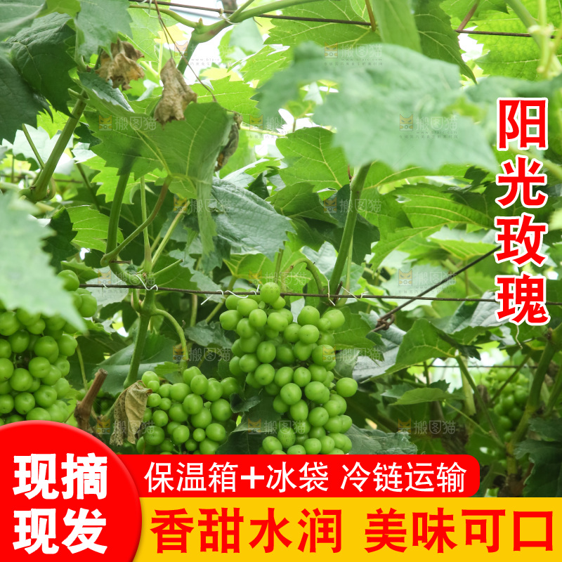 果园里的阳光玫瑰