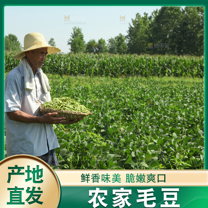 手里拿着现摘毛豆