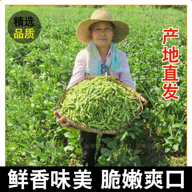手里拿着现摘毛豆