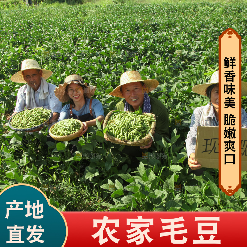 手里拿着现摘毛豆