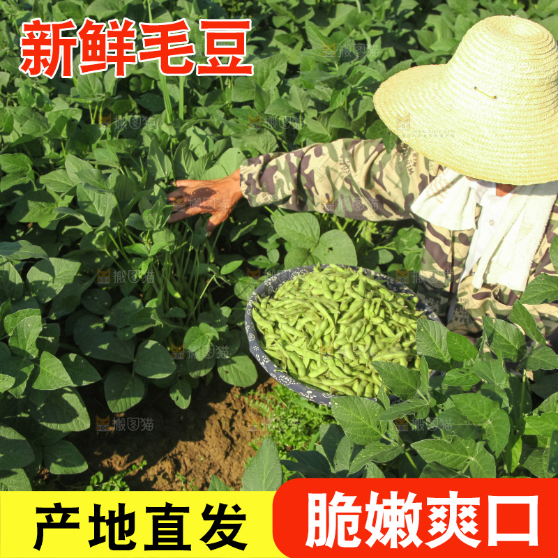 手里拿着现摘毛豆