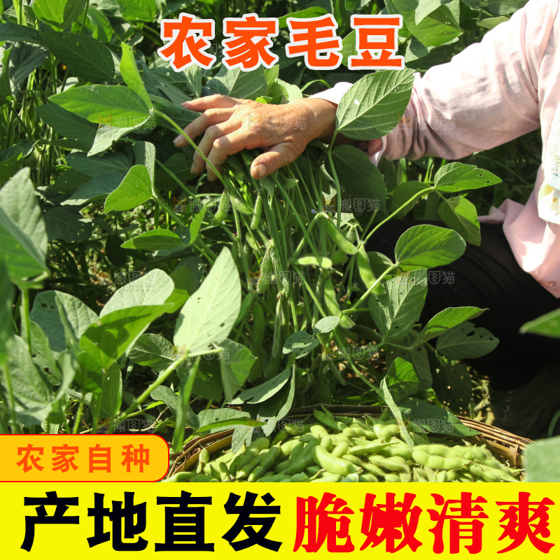 手里拿着现摘毛豆
