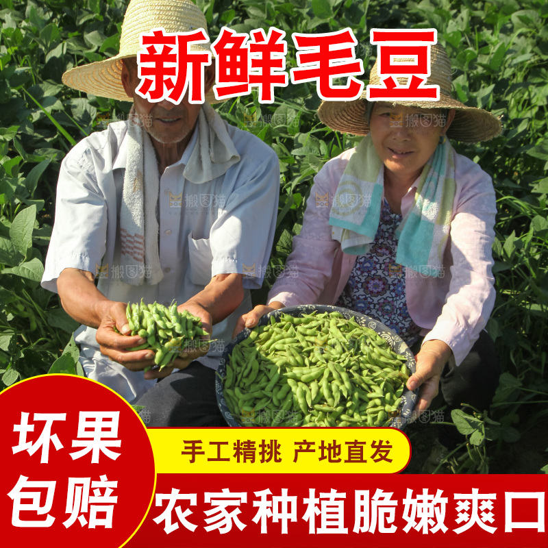 手里拿着现摘毛豆
