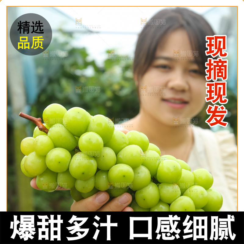 手里拿着阳光玫瑰
