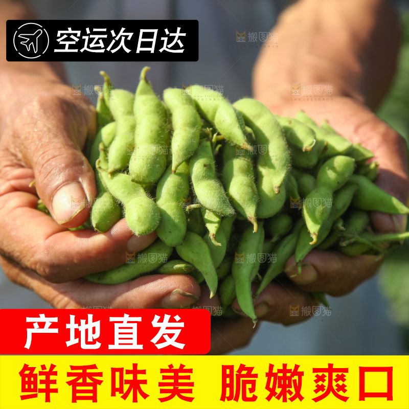 手里拿着现摘毛豆
