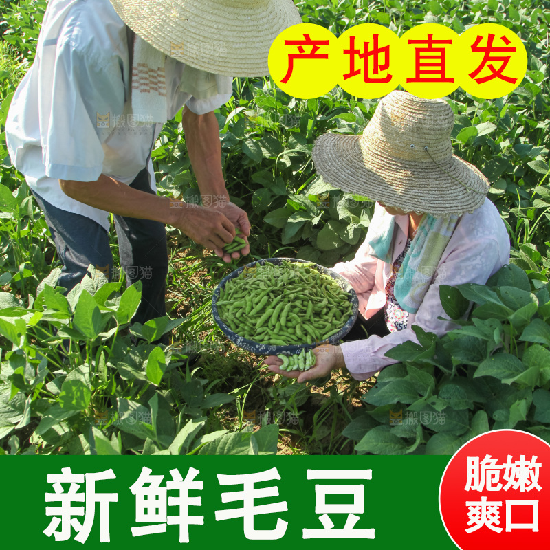 手里拿着现摘毛豆