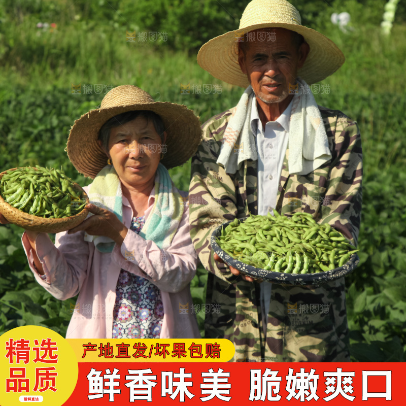 手里拿着现摘毛豆