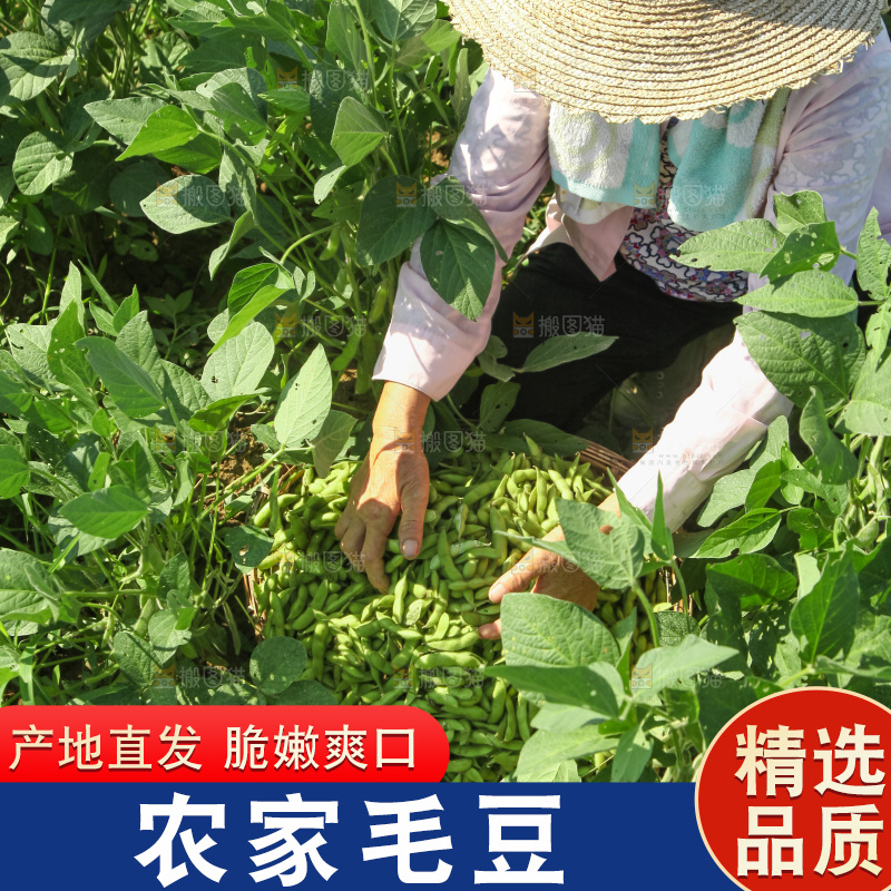 手里拿着现摘毛豆
