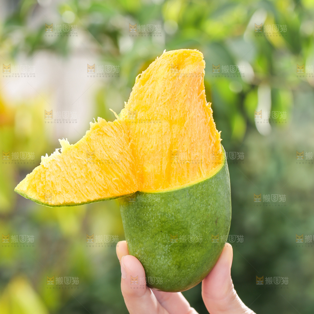 浅底上的桂七芒