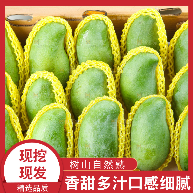 浅底上的桂七芒