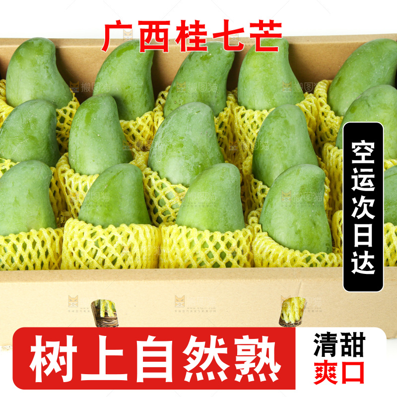 浅底上的桂七芒