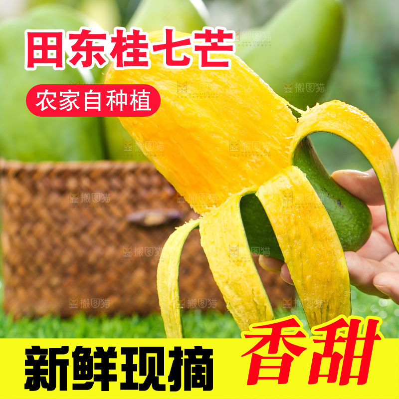 浅底上的桂七芒