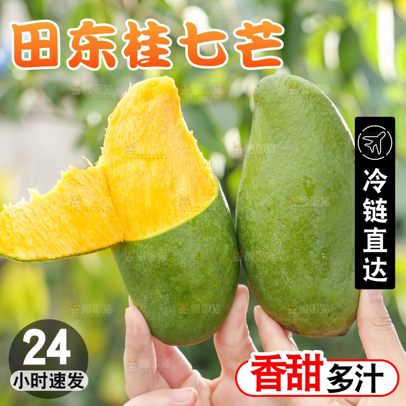 浅底上的桂七芒