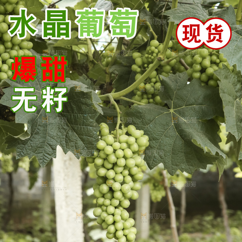 藤上的水晶葡萄